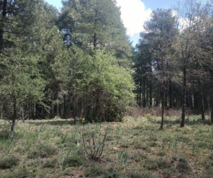 Masa madura de Pinus nigra realizada durante los transectos para determinar el IBP